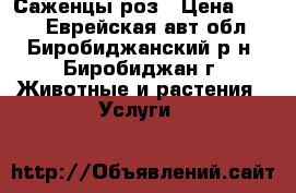 Саженцы роз › Цена ­ 200 - Еврейская авт.обл., Биробиджанский р-н, Биробиджан г. Животные и растения » Услуги   